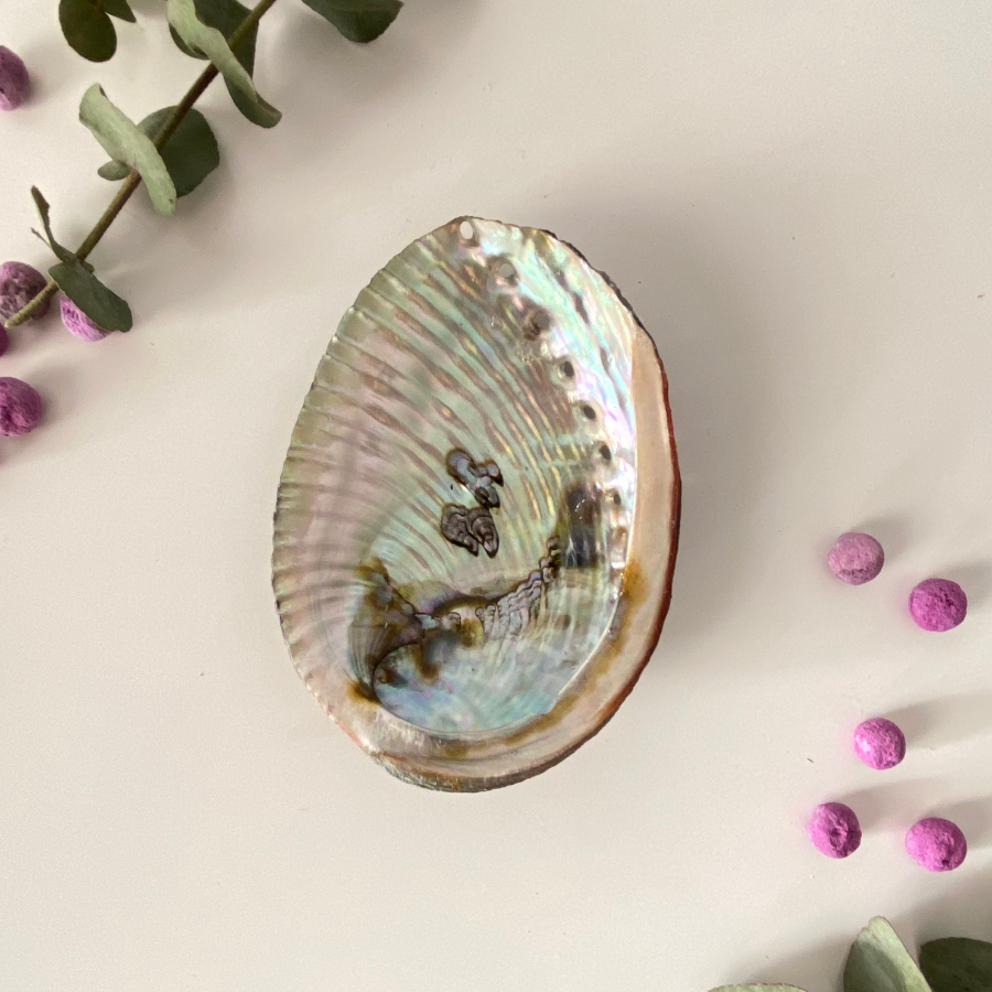 Small abalone shell