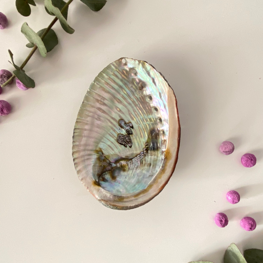 Small abalone shell