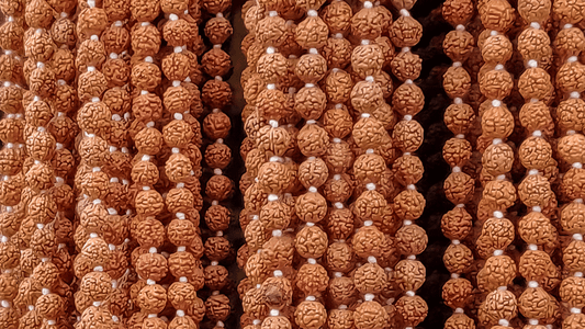 Propiedades de las semillas de Rudraksha